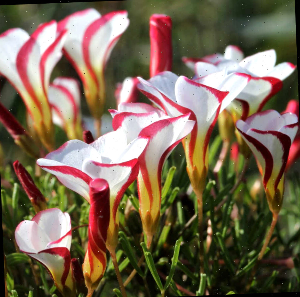 Planta Candy Cane Sorrell