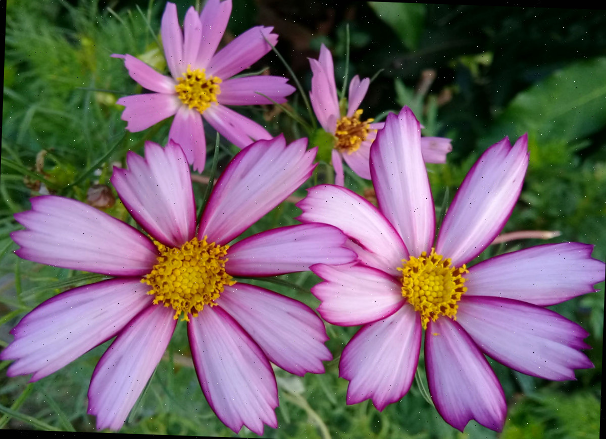 Flor de jardim cottage cosmos com listras de balas.