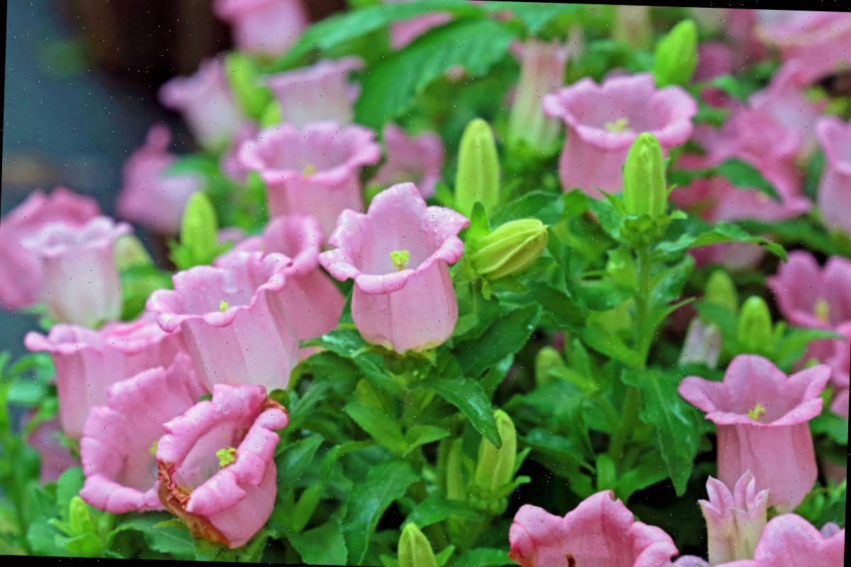 Flores rosadas de sinos-de-cantuária em um jardim.