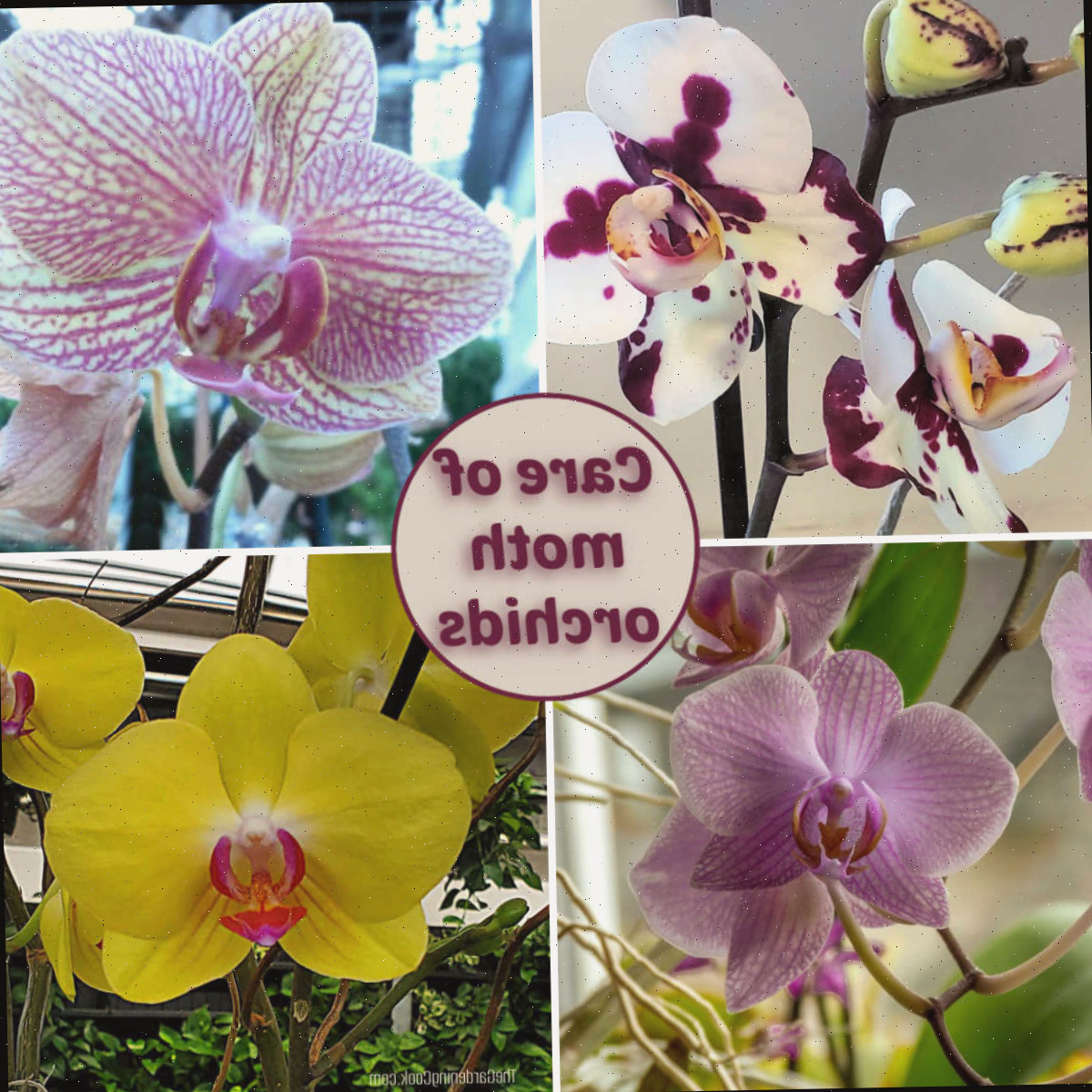 Cuidados Fáceis com Orquídeas para Iniciantes