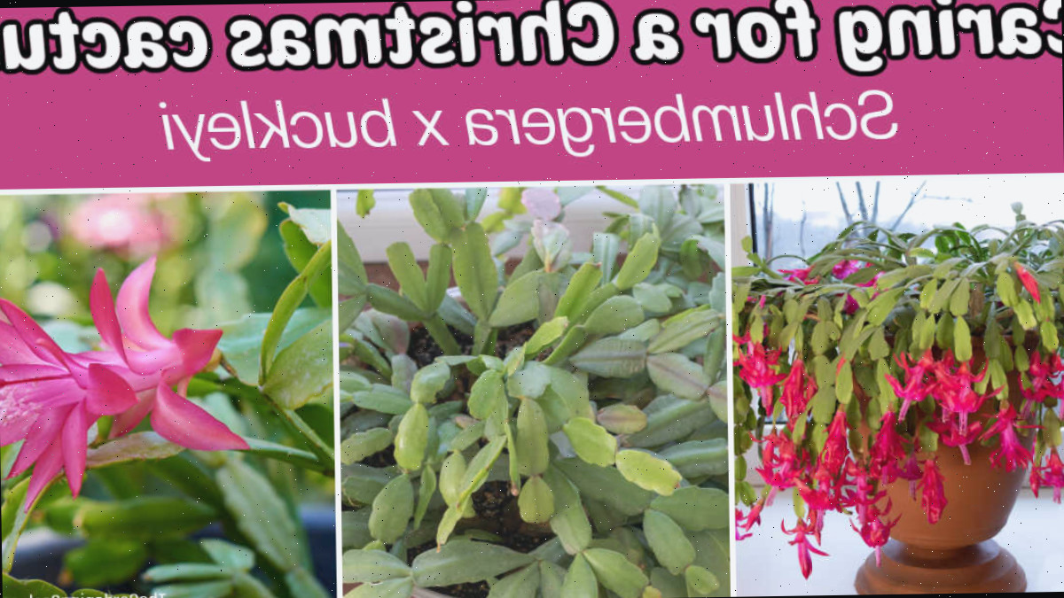 Imagens de um cacto natalino em flor em um vaso ao lado de um close do formato da folha e da flor. A caixa de texto rosa diz Cuidados com o cacto de Natal - Schlumbergera x buckleyi.