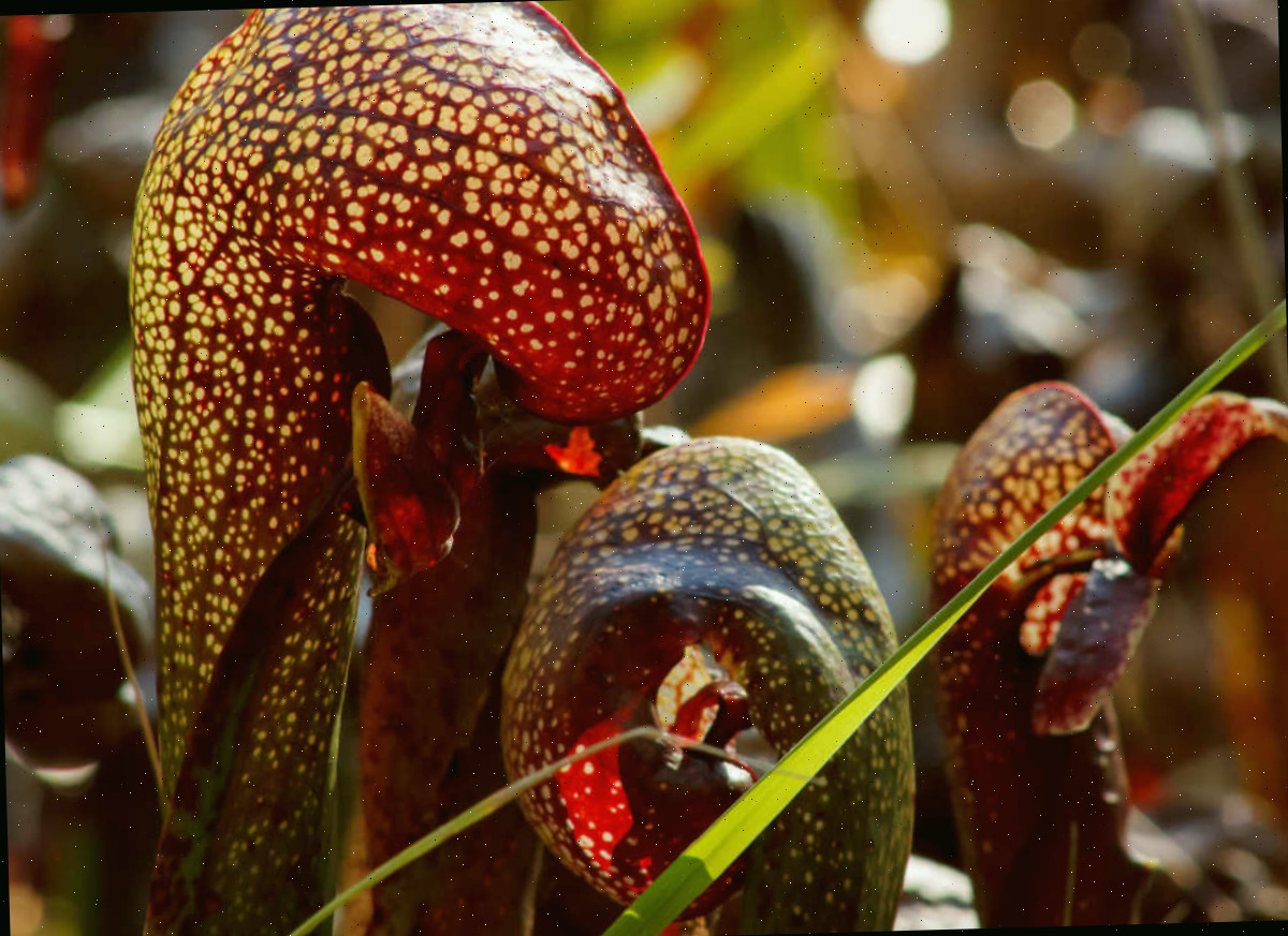 Lírio cobra carnívoro Flores tubulares da planta lírio cobra carnívoro.