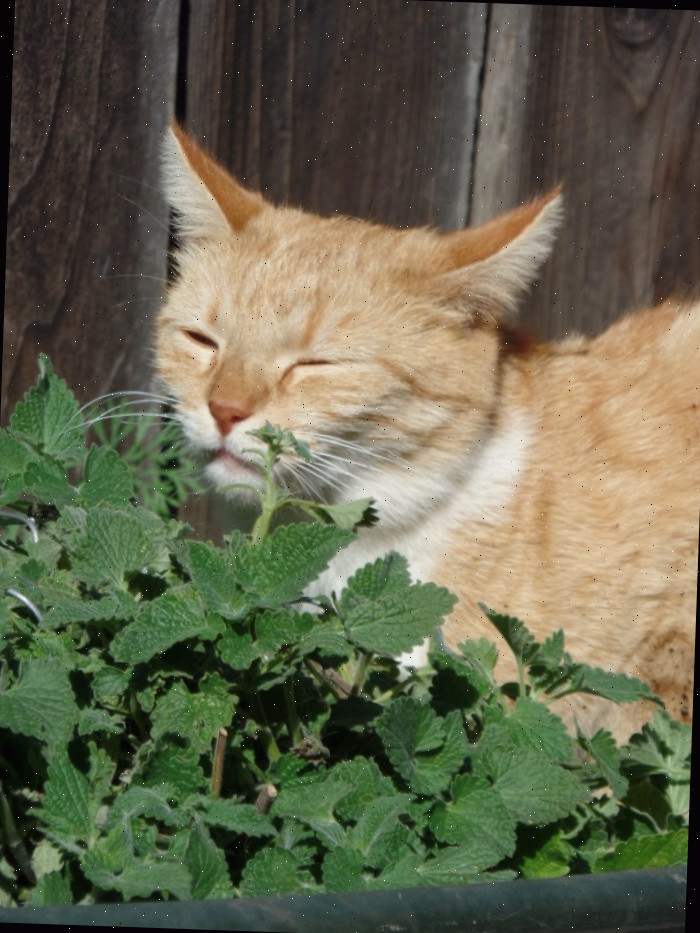 gato com planta de catnip Seu gato adora catnip, mas os mosquitos não!