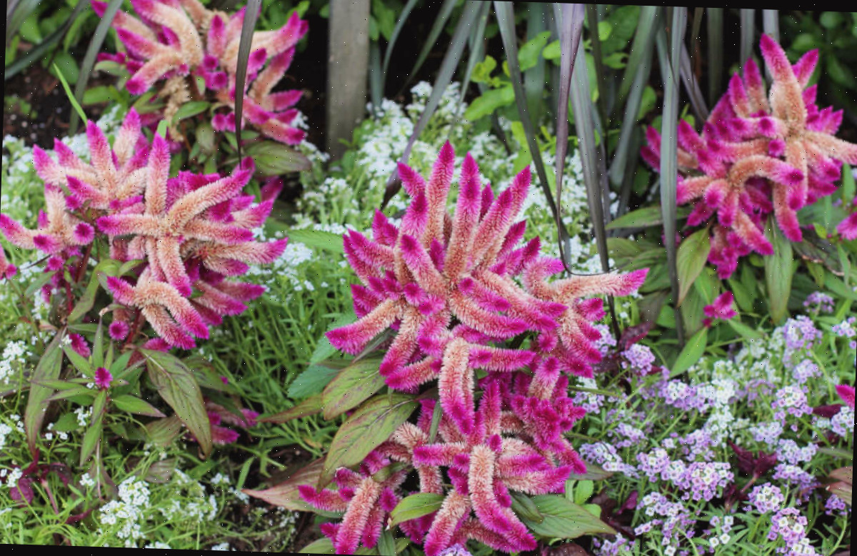 Anuais de celosia para jardim cottage em plena floração.