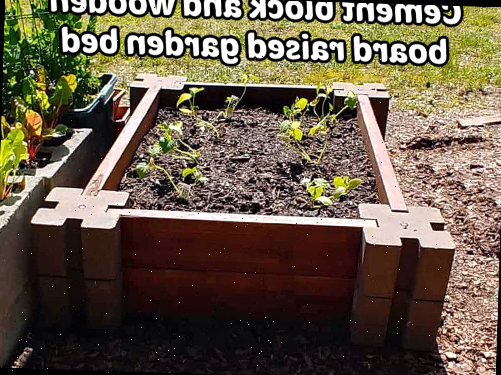 Projeto DIY de cama de jardim elevada feita de bloco de cimento e tábua de madeira.