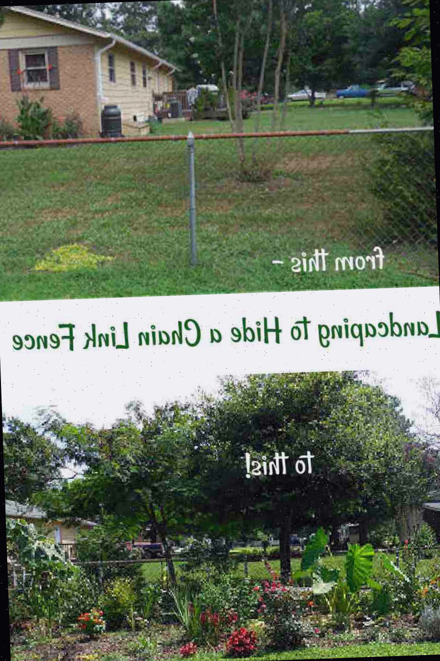 Paisagismo para ocultar uma cerca de tela com imagens de antes e depois