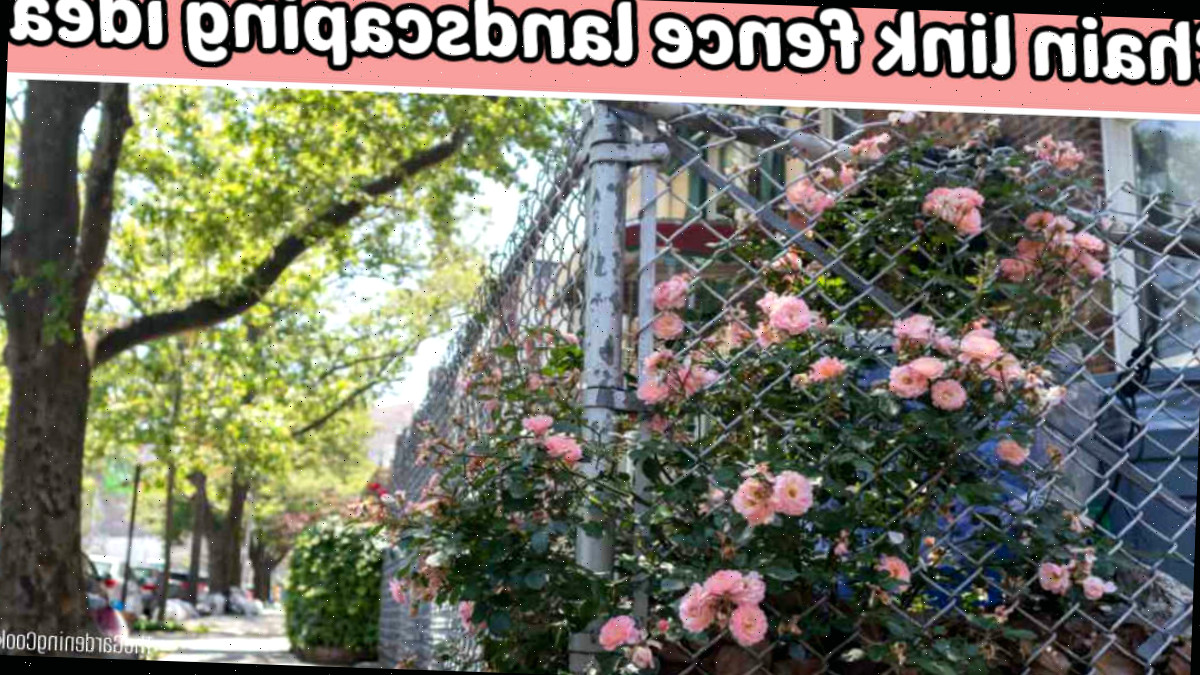 Uma rosa trepadeira rosa é uma ótima ideia de paisagismo para cerca de malha.