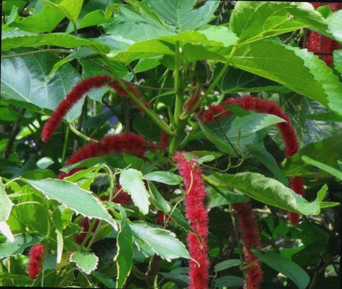 Flores da planta Chenille Planta Chenille também é denominada rabo do gato.