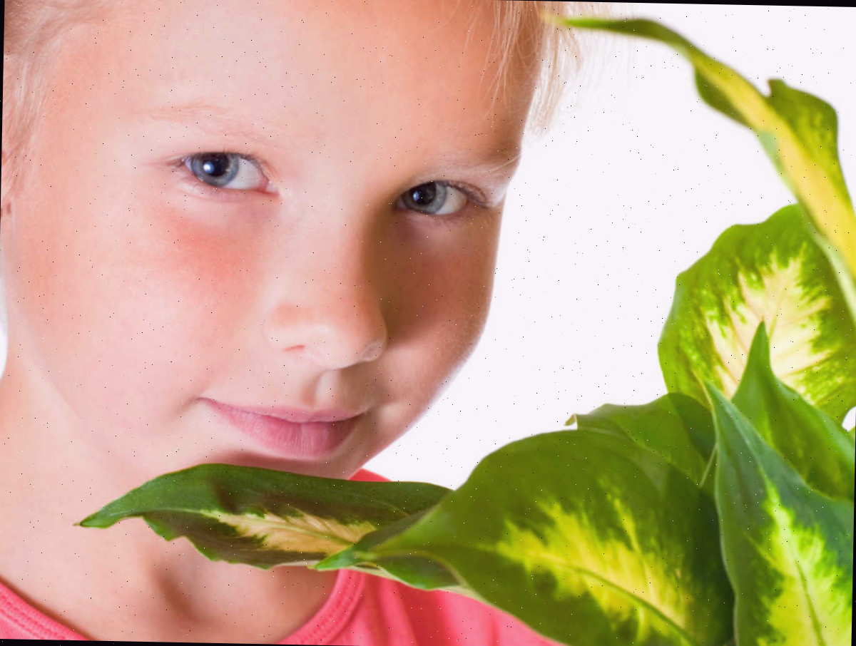 Dieffenbachia é nociva para crianças Menina jovem perto de uma planta de dieffenbachia.