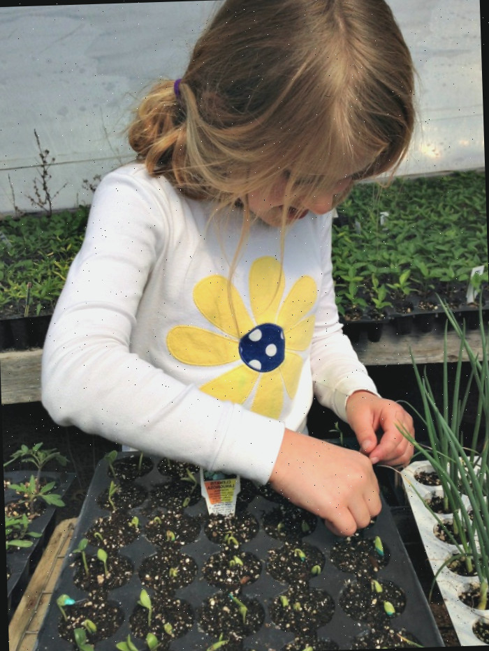 Ensine as crianças a alegria de plantar, permitindo que elas comecem a cultivar sementes heirloom.