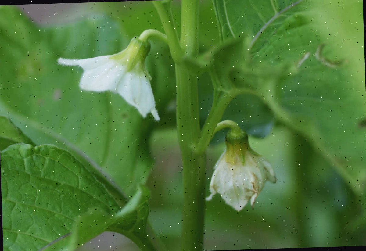 Flores brancas da planta lanterna chinesa.