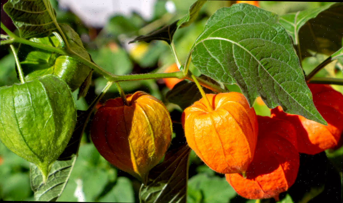 Cápsulas da planta lanterna oriental em tonalidades que variam do verde ao laranja.