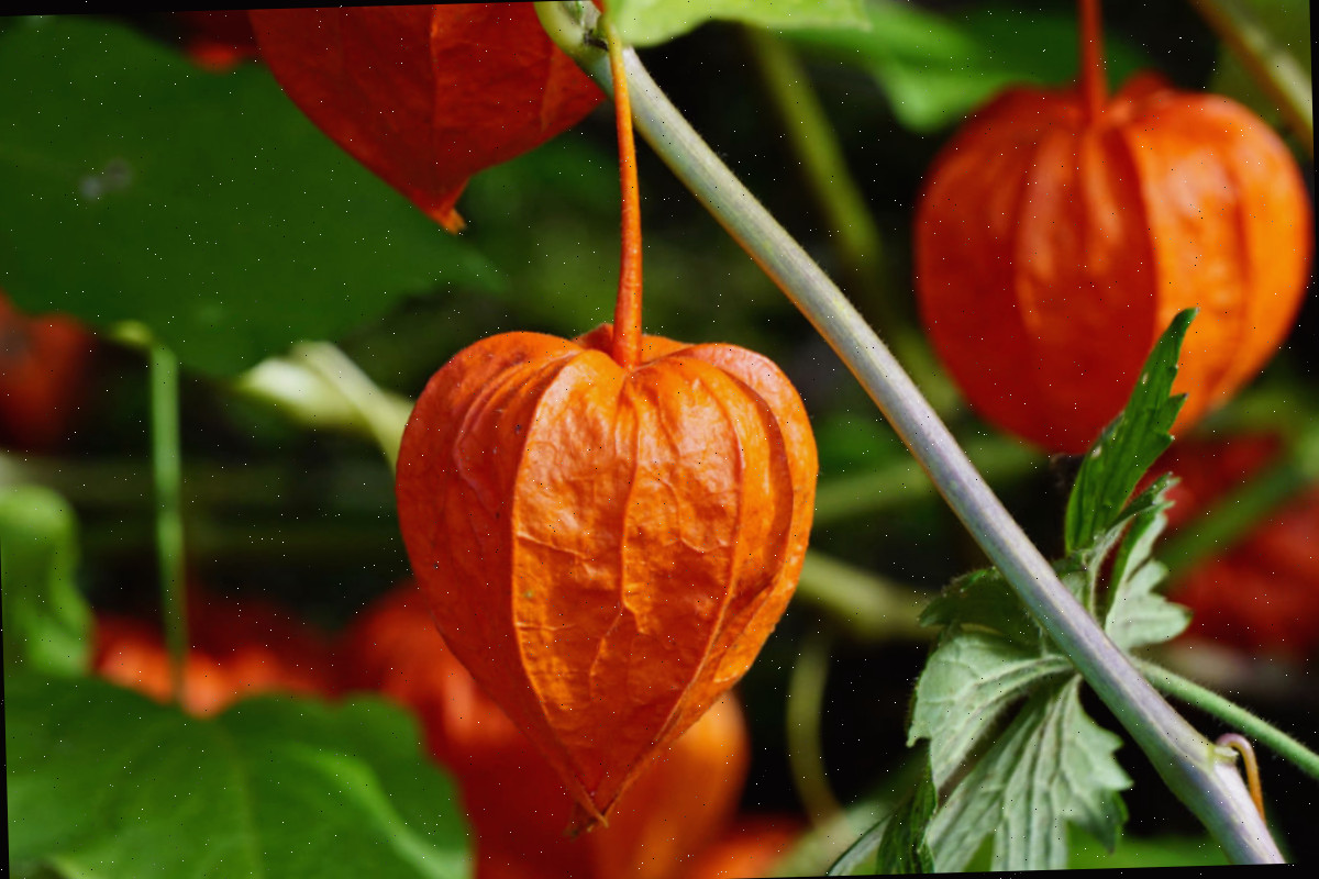 Planta lanterneira chinesa Frutos alaranjados com aparência de abóbora da planta lanterneira chinesa.