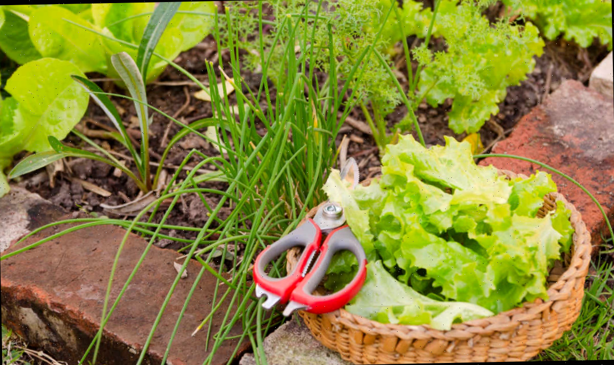 Uma cesta de folhas verdes com uma tesoura em um jardim com plantas amigas da cebolinha.