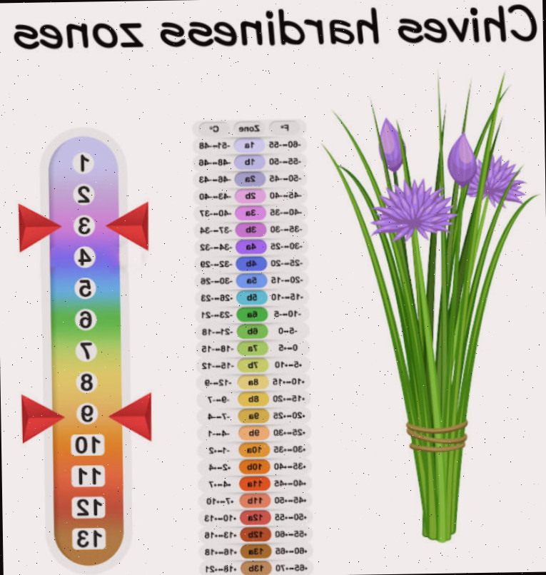 A cebolinha é resistente nas zonas 3-9 Um maço de cebolinha com flores ao lado de um gráfico mostrando as zonas de resistência do USDA 3-9.