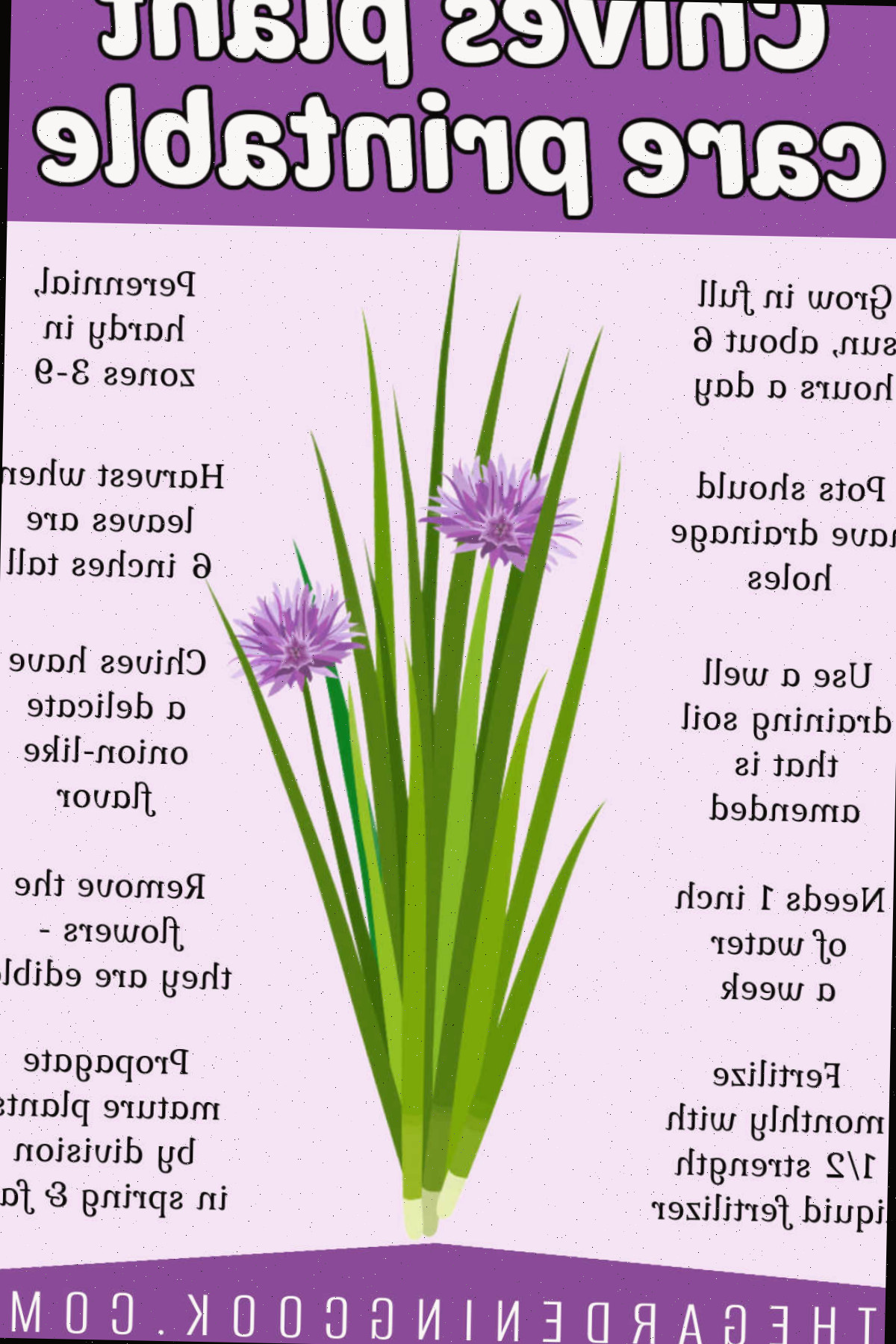 Obtenha uma Impressão Gratuita de Cuidados com a Cebolinha Um gráfico com uma imagem de uma planta de cebolinha cercada por orientações de cuidado para seu cultivo. Caixa de texto roxa diz Impressão de Cuidados com a Cebolinha.