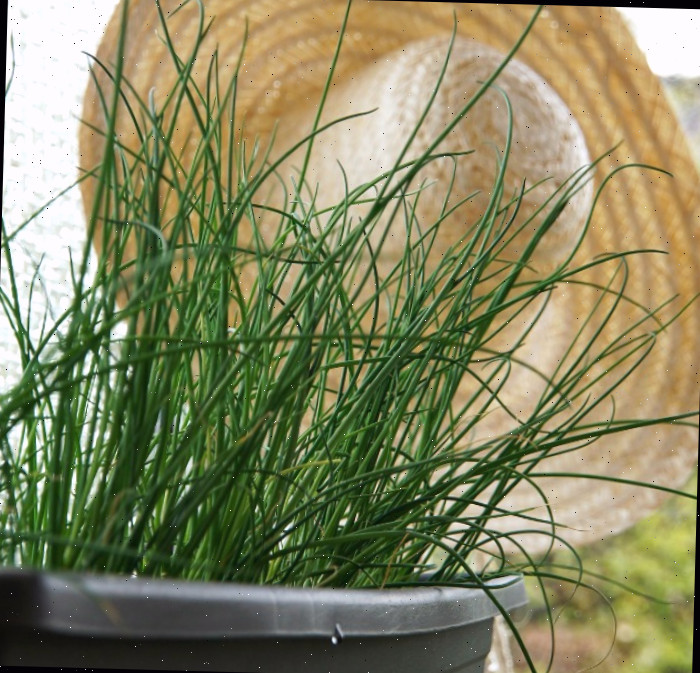 Planta de Cebolinha Fresca e Chapéu de Sol Cebolinha Fresca