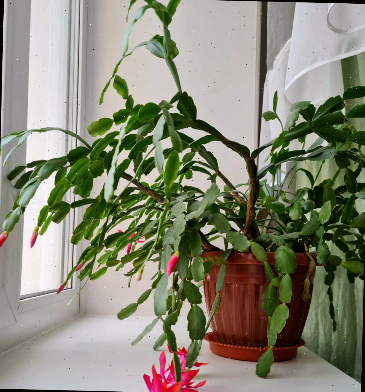 Uma planta de Schlumbergera x buckleyi sobre uma prateleira perto de uma janela com luz intensa e filtrada.