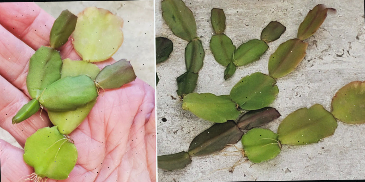 Procure raízes aéreas — elas enraízam rápido! Uma montagem com fotos de brotos de cacto de Natal e um close das raízes aéreas em algumas das estacas.