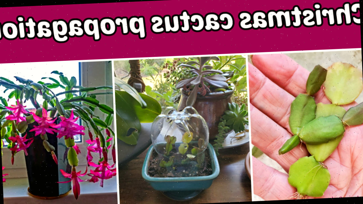 Como obter plantas de cacto-de-Natal gratuitamente. Uma montagem mostrando uma mão segurando estacas de cacto de Natal, um mini terrário com estacas plantadas e uma planta em flor. A caixa de texto rosa diz propagação do cacto de Natal.
