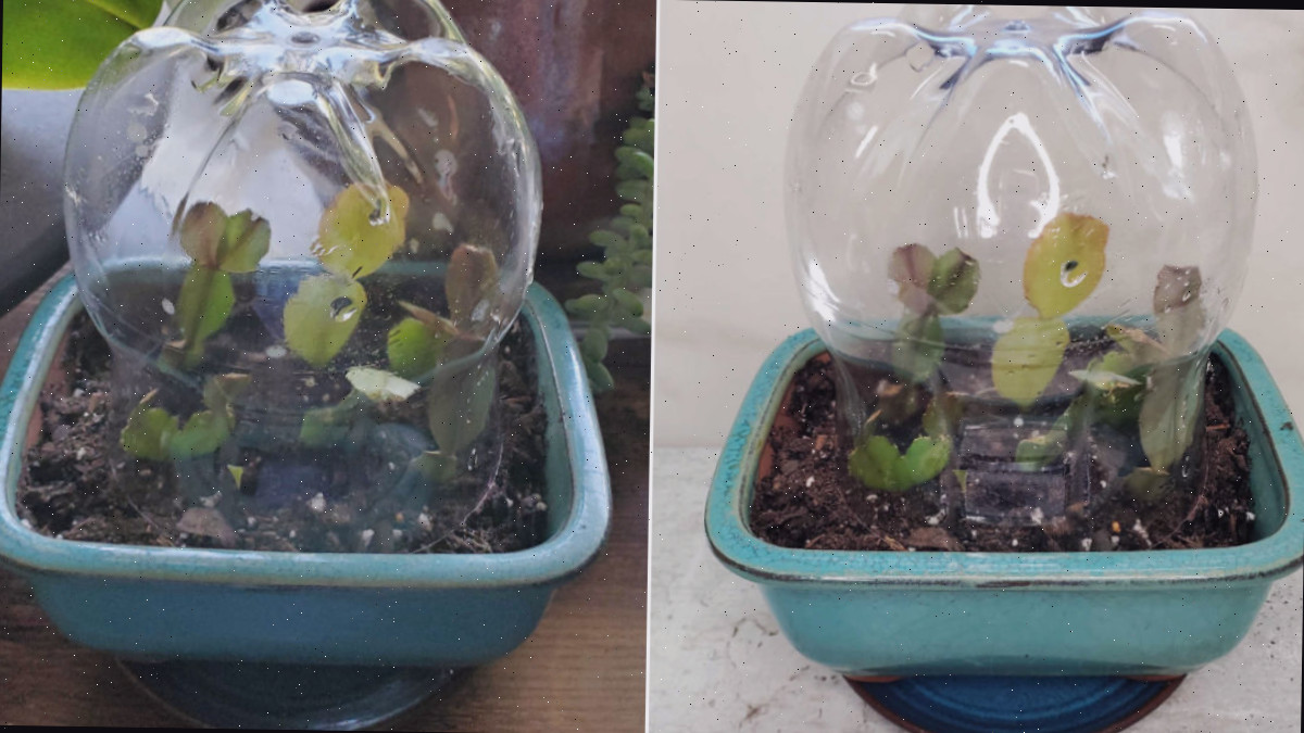 Criando uma miniestufa para as estacas Montagem mostrando uma estufa caseira para estacas de cacto-de-Natal: uma garrafa plástica cobrindo estacas em um vaso azul sobre uma bancada e a mesma configuração colocada em uma janela ensolarada com outras plantas.