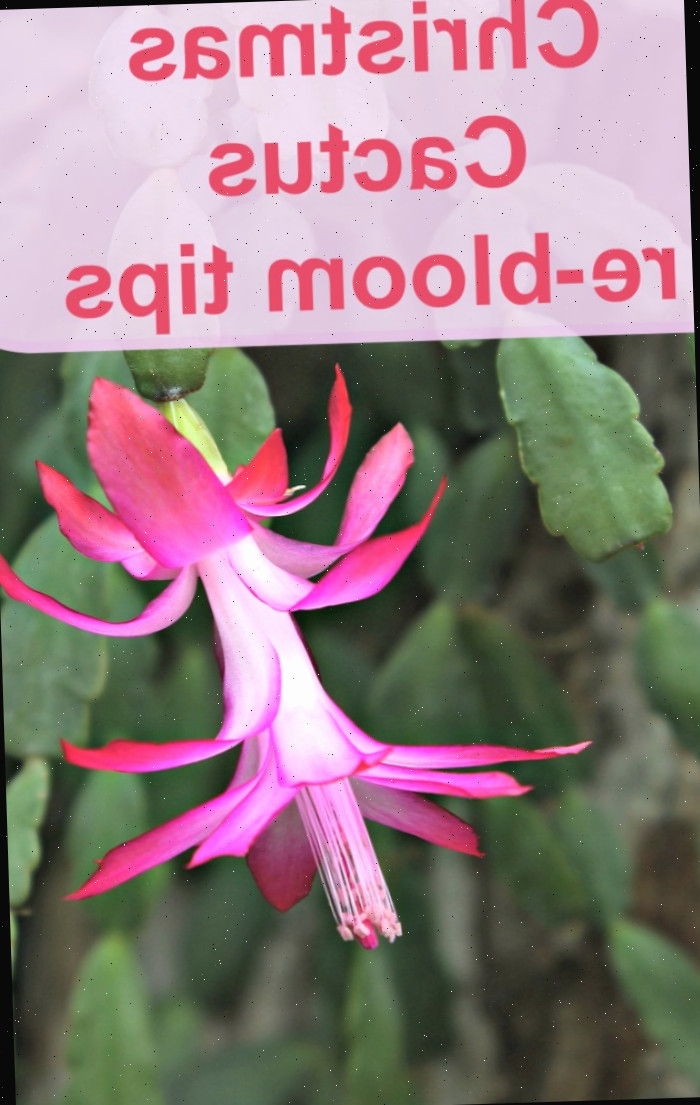 Flor em schlumbergera com palavras dizendo