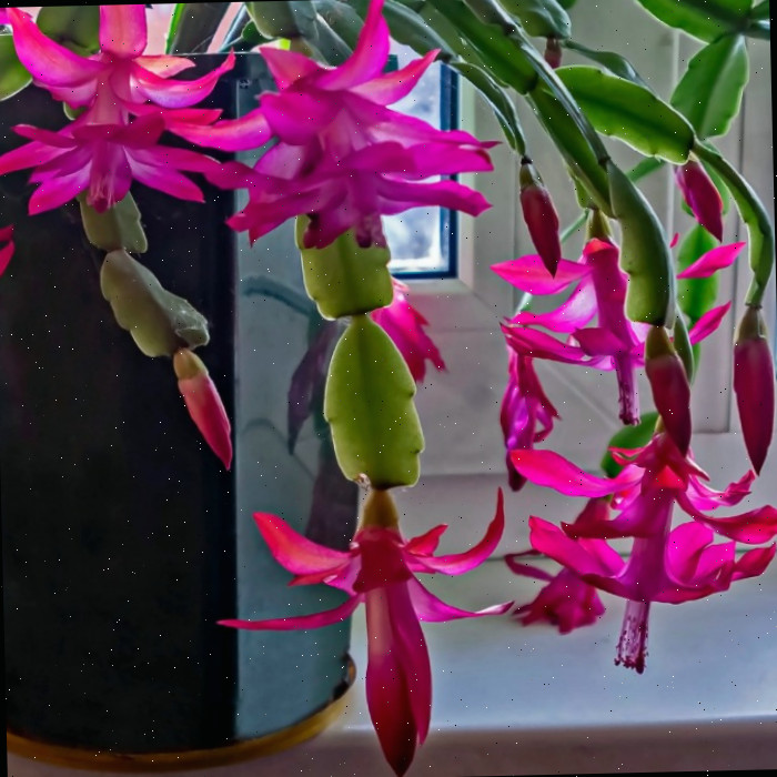 Floração do cacto de Natal - Como fazer um cacto de fim de ano florescer