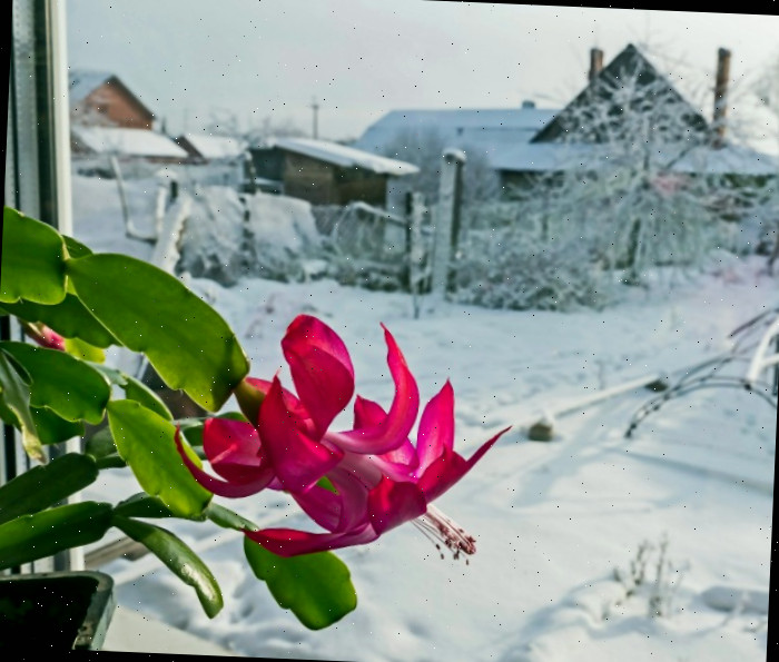 Cacto de Natal em flor com neve do lado de fora de uma janela.