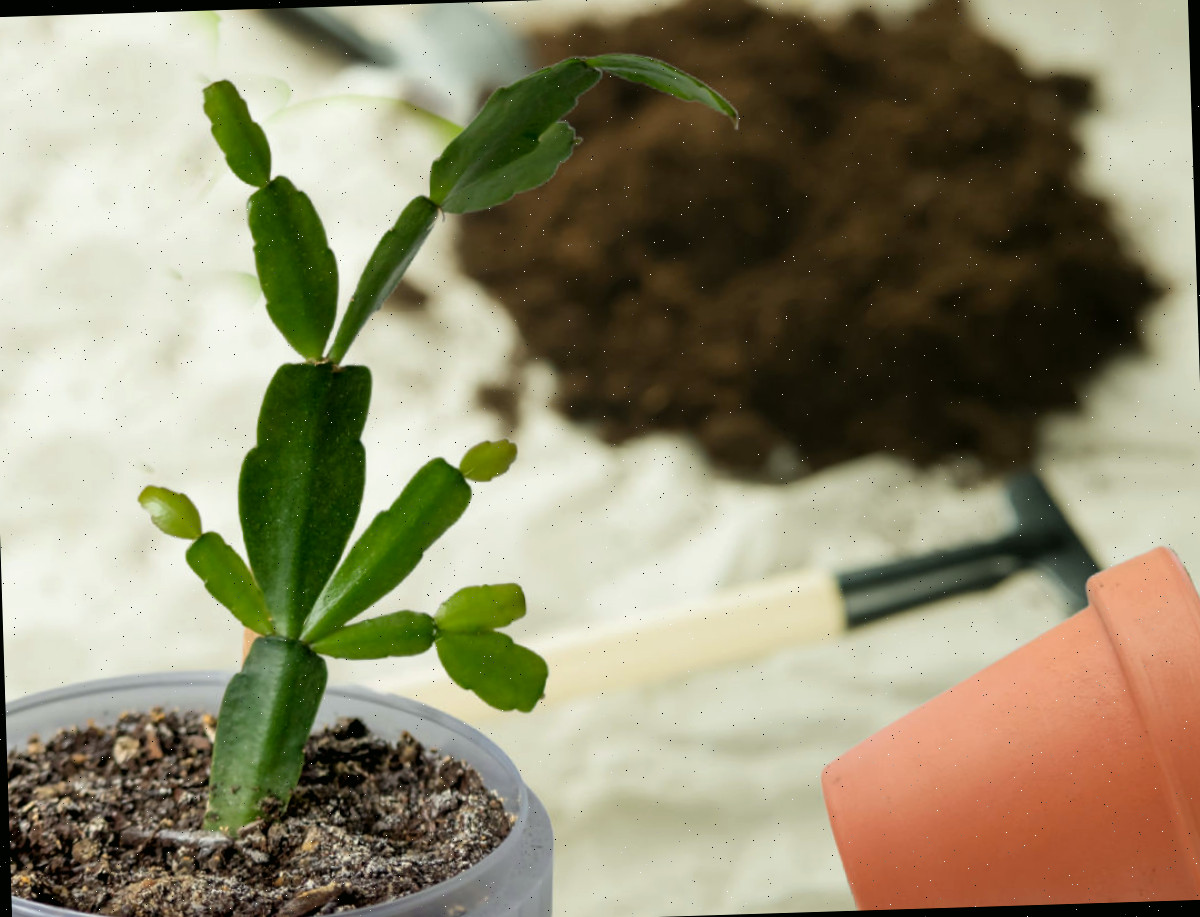 Um pequeno cacto-de-Natal em um vaso compacto ao lado de solo, ferramentas de jardinagem e um vaso de barro.