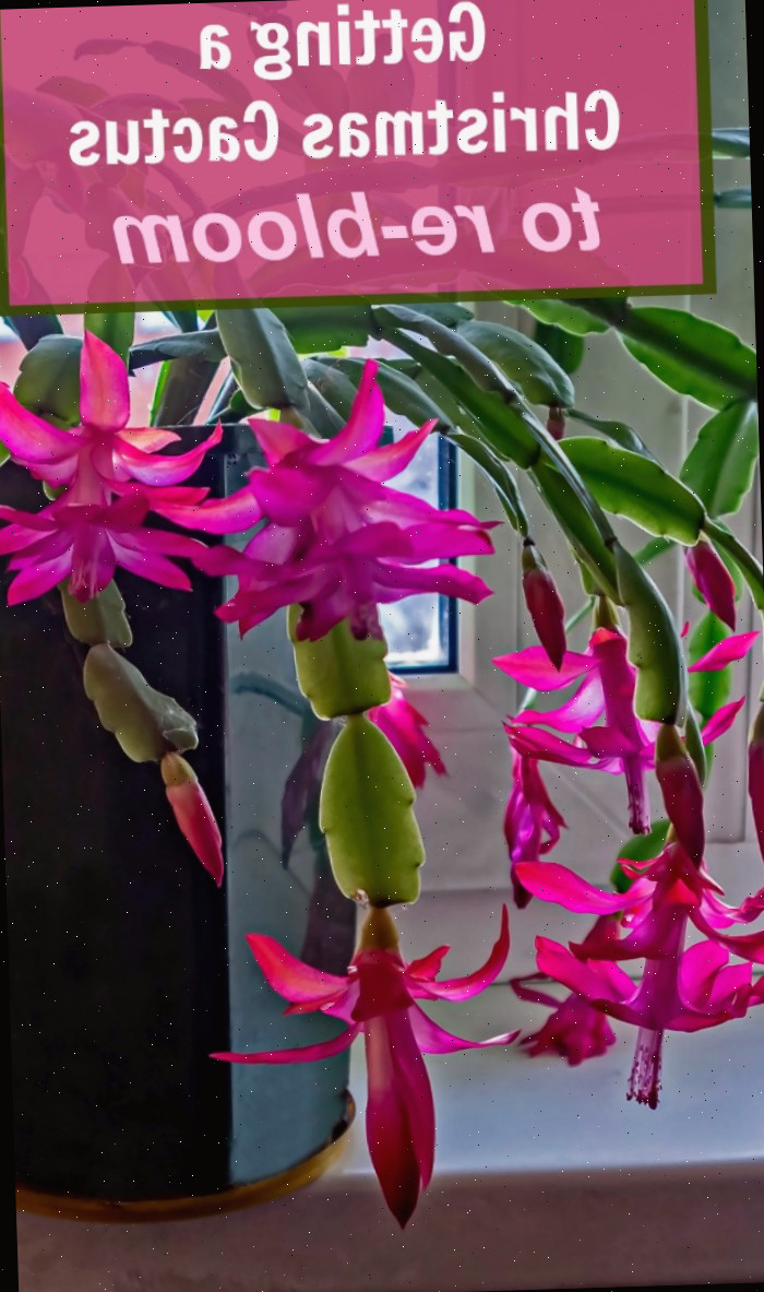 Schlumbergera rosa em flor com texto dizendo