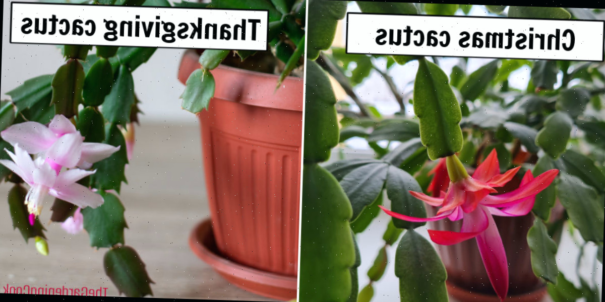 Cacto-de-Natal vs. cacto de Ação de Graças Uma montagem lado a lado comparando o cacto de Natal e o cacto de Ação de Graças. A imagem à esquerda mostra folhas cortadas identificadas como cacto de Natal, e a da direita mostra folhas pontiagudas identificadas como cacto de Ação de Graças.