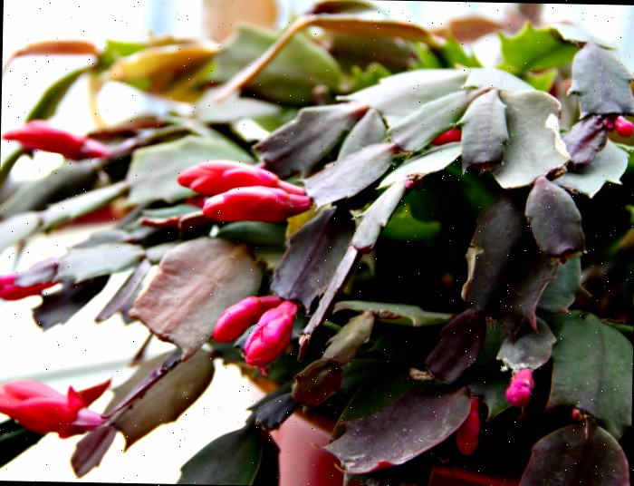Cacto de Natal em flor Cacto de Natal