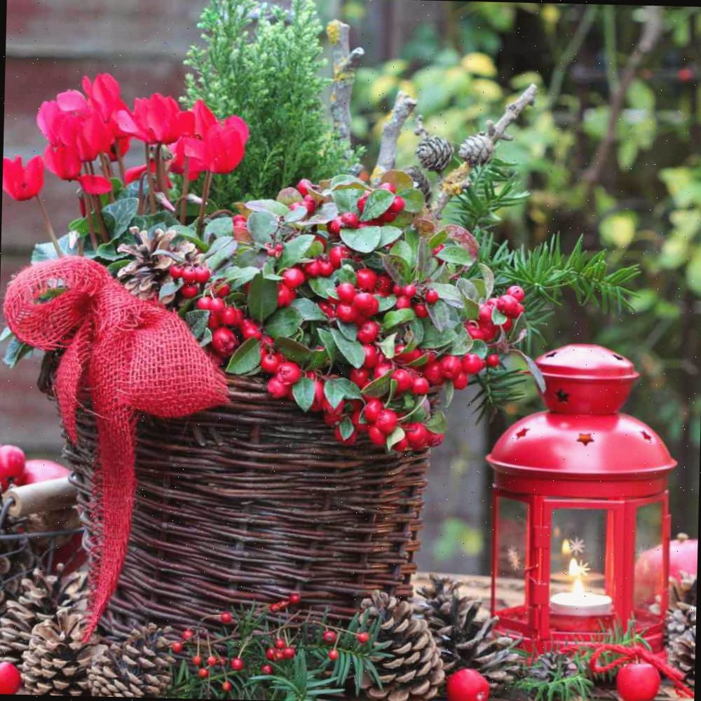 Plantas de Natal — Lista com 27 flores e plantas para o Natal (Xmas)