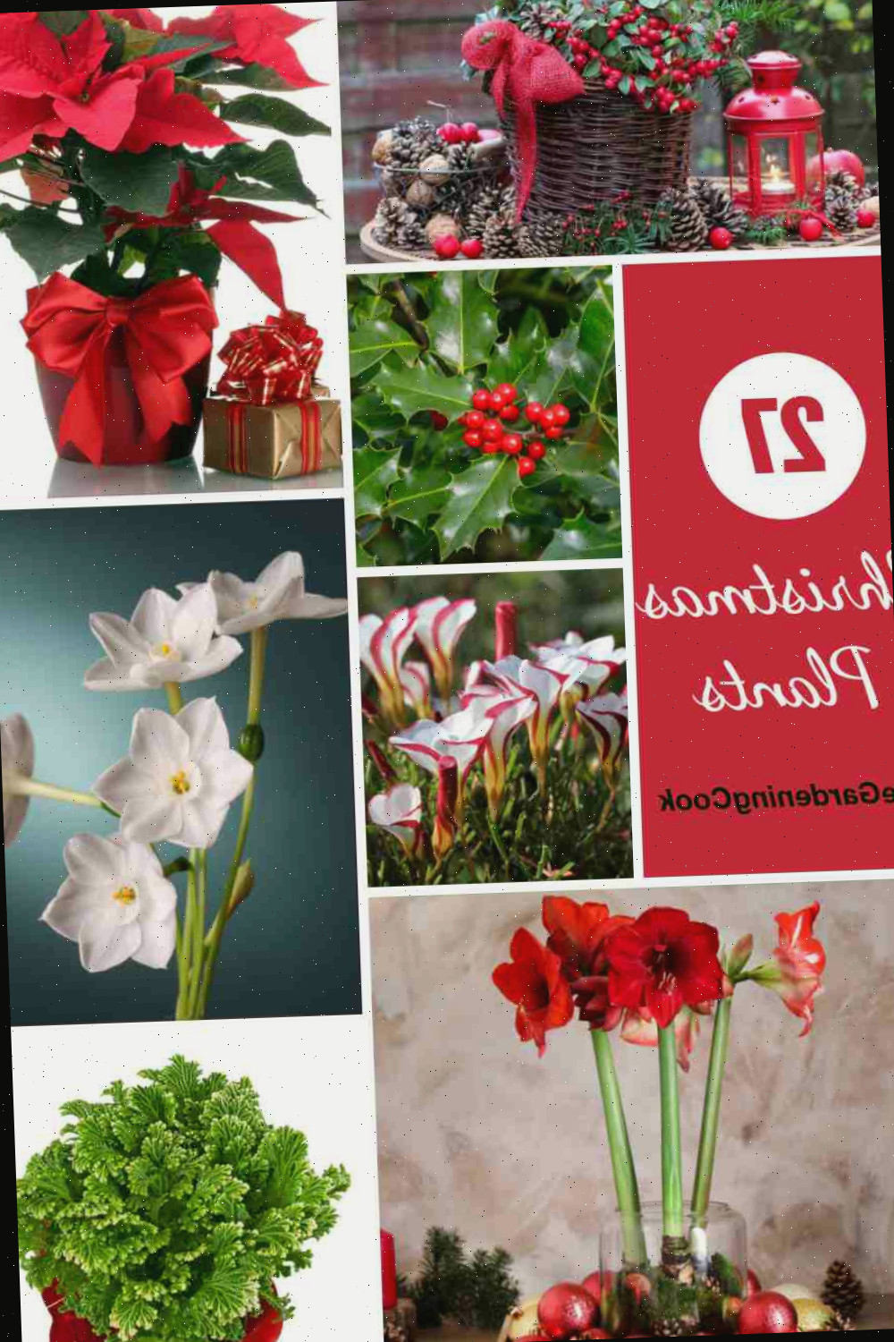 Poinsettia, papelzinhos, samambaia gelada, sorrel e amarílis com o texto 27 Christmas Plants.