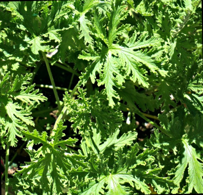 Folhas da planta de citronela Planta de citronela