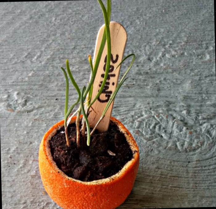 Uma casca de laranja usada como vaso biodegradável para sementes de cebolinha.