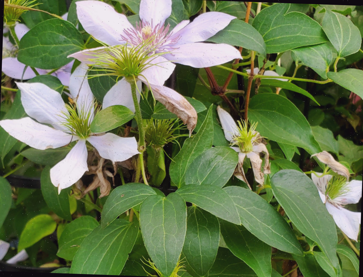 Clematis, trepadeira de jardim cottage em plena floração.