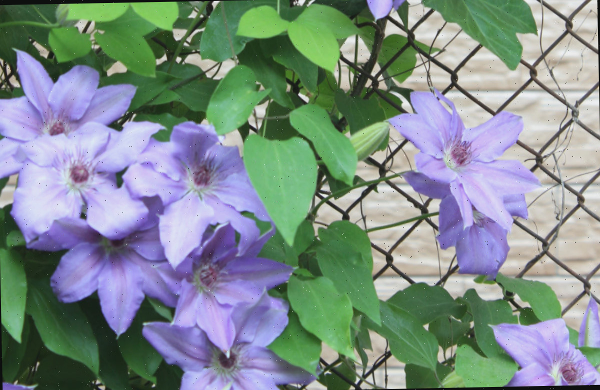 Trepadeiras roxas de clematis cobrindo uma cerca de malha.