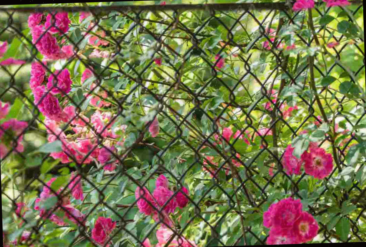 Rosas rosa trepadeiras cobrindo uma cerca de arame.