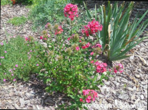 Rosas, íris e outras plantas em um canteiro com cobertura de mulch.
