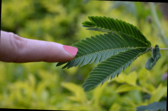 Um dedo tocando uma planta sensível