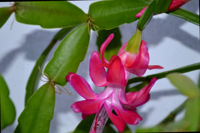 close-up de cacto de Natal rosa em flor