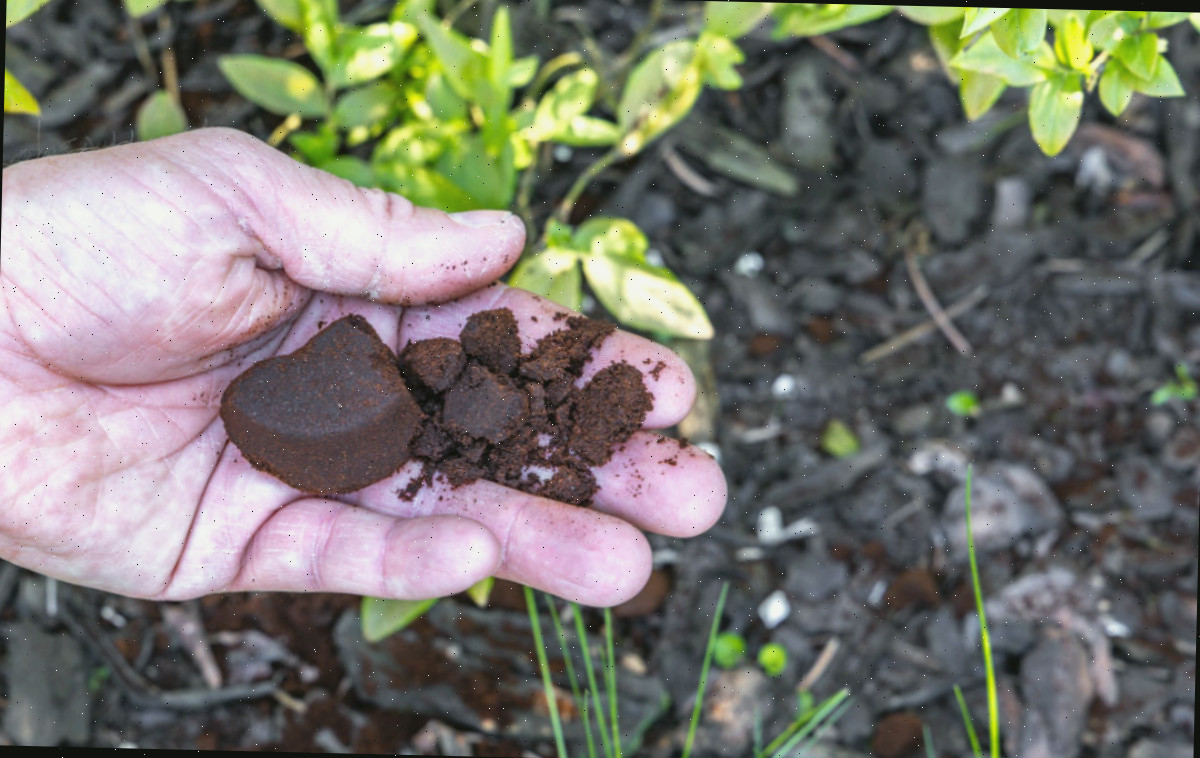 Mão utilizando borra de café para repelir esquilos em um jardim.