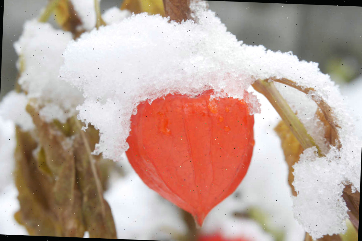 Cápsulas da planta lanterna chinesa cobertas de neve.