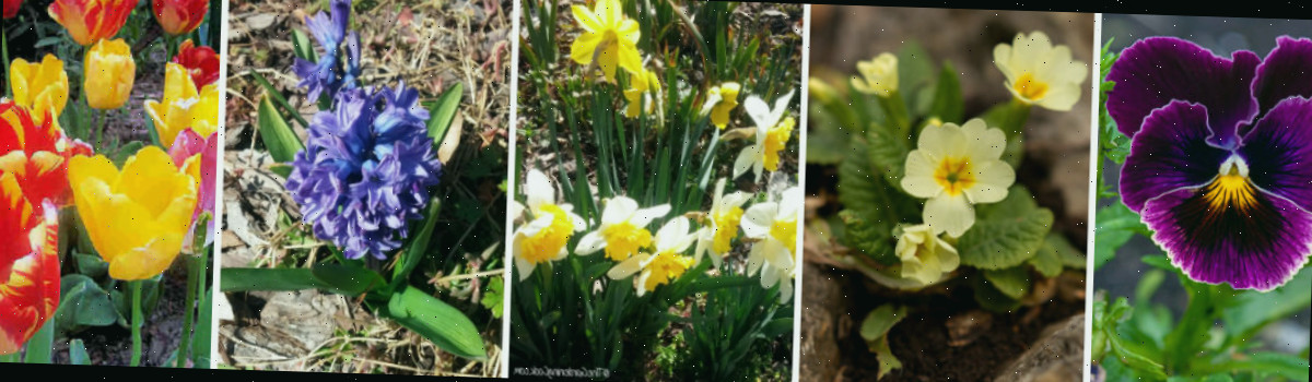 bulbos anuais, perenes e do começo da primavera para cultivar, incluindo amor-perfeito, prímula, narcisos, jacinto e tulipas.