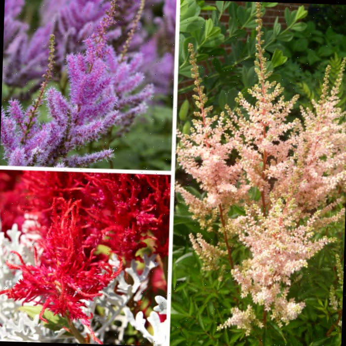 Astilbes perenes em plena floração, com tons de pêssego, roxo, branco e vermelho.