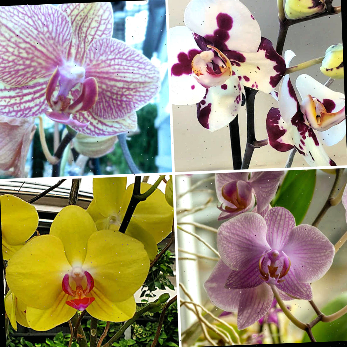 Quatro variedades de orquídeas mariposa para iniciantes nas cores rosa, roxa, amarela e manchada.