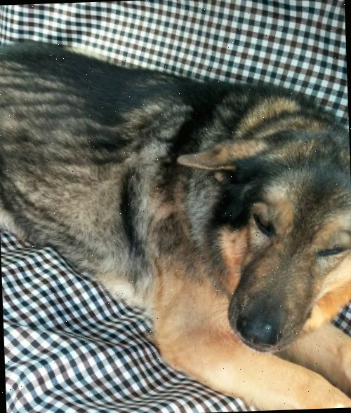 Cachorro confortável