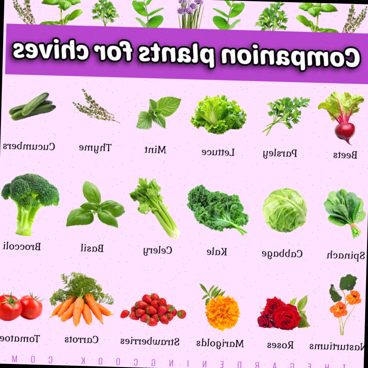 Plantas companheiras da cebolinha + tabela de plantio companheiro da cebolinha