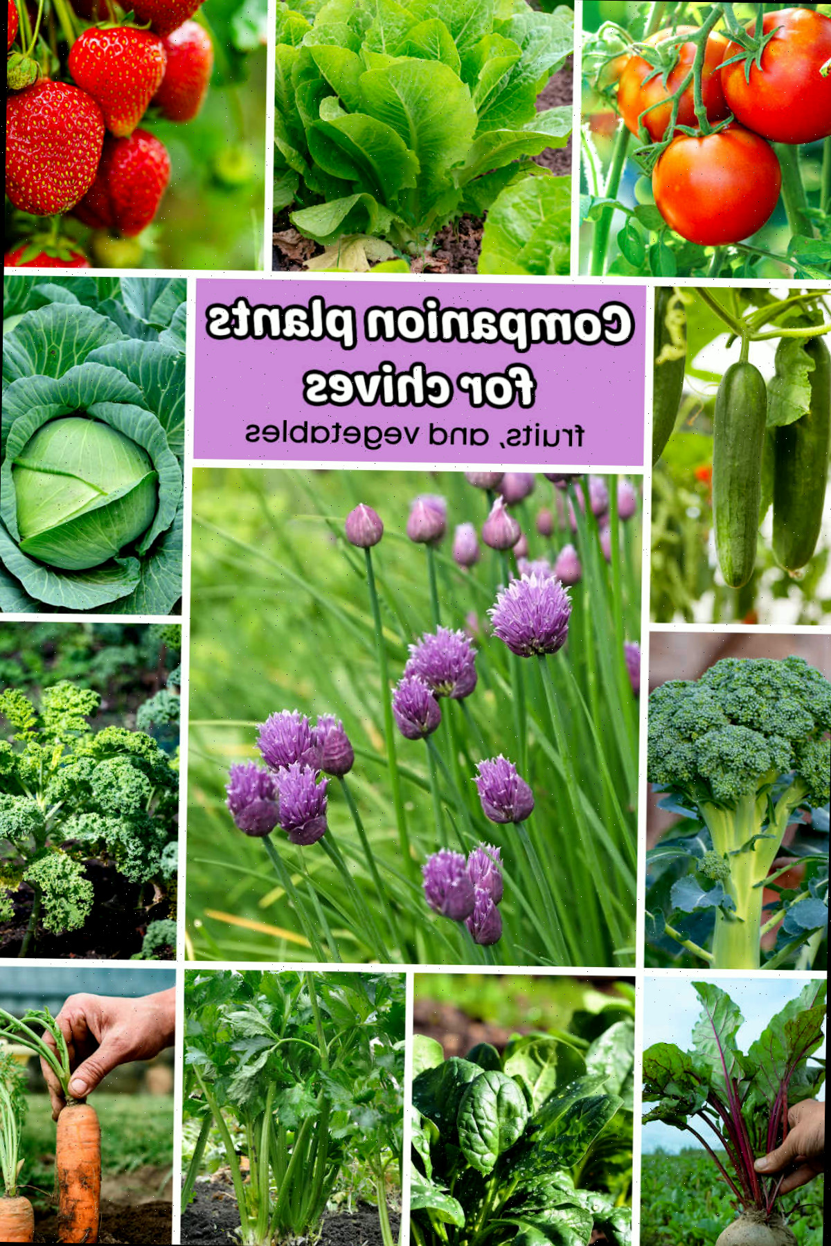 Imagens de vegetais em uma colagem com cebolinha no centro. A caixa de texto lilás diz plantas amigas da cebolinha - frutas e vegetais.